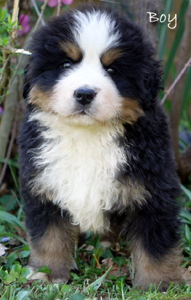 teddy bear love bernese mountain dogs